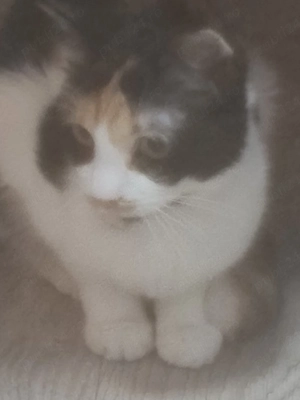 pisica Calico adoptie  - imagine 5