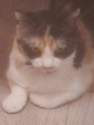 pisica Calico adoptie  - imagine 3