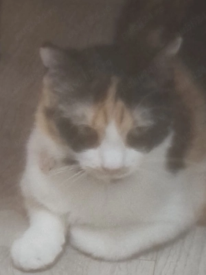 pisica Calico adoptie  - imagine 2