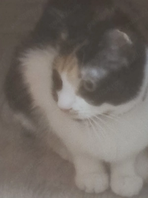pisica Calico adoptie 