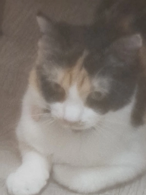 pisica Calico adoptie  - imagine 4