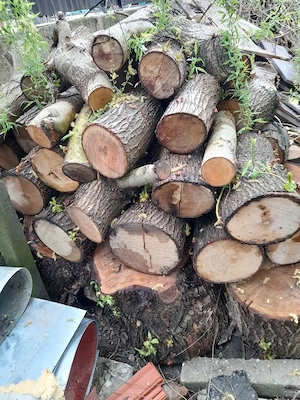 Vind 2 ms lemne de salcie