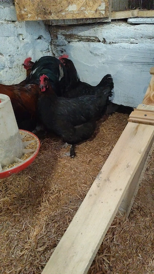 Gaini Marans  - imagine 2