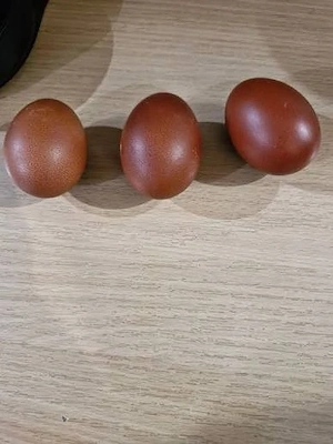 Gaini Marans  - imagine 3