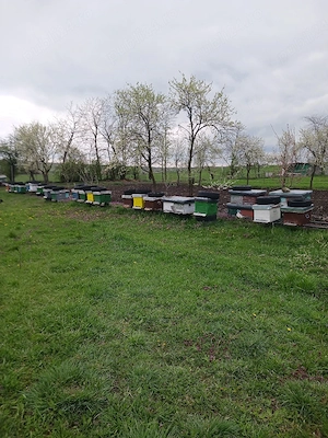 Vând 10 familii albine,  apte pentru cules. - imagine 2