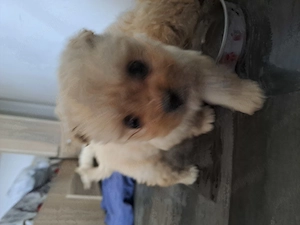 Vând bichon de 2 luni fetița cuminte - imagine 2