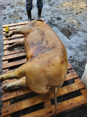 Porc de casa - imagine 3