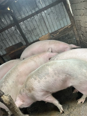 Porci de vanzare  - imagine 2