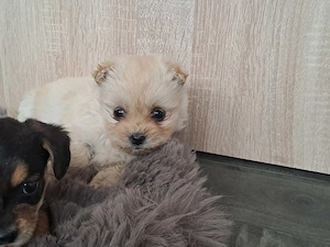 Vând bichon de 2 luni fetița cuminte - imagine 4