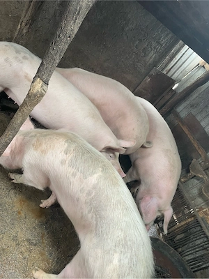 Porci de vanzare  - imagine 3