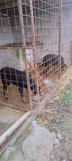 Pereche doberman picher  - imagine 4