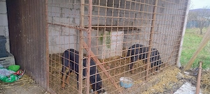 Pereche doberman picher  - imagine 2