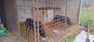 Pereche doberman picher 