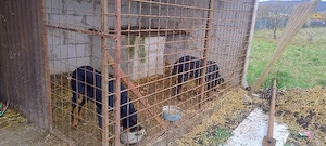 Pereche doberman picher  - imagine 3