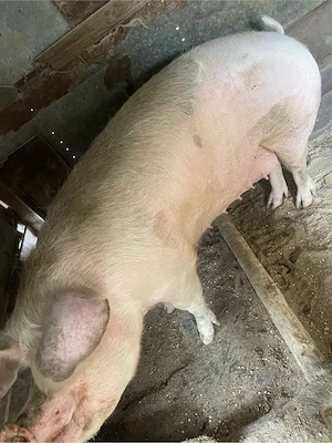 Purcea de vanzare  - imagine 5