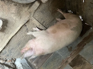 Purcea de vanzare  - imagine 3