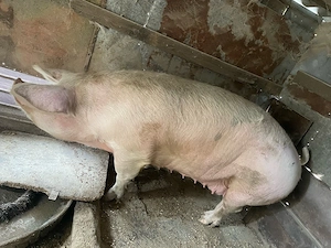 Purcea de vanzare  - imagine 4