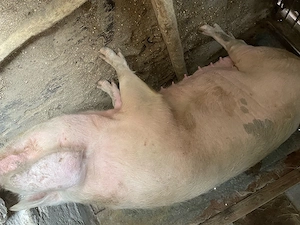 Purcea de vanzare  - imagine 2