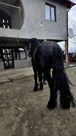 vand armăsar frizian de 4 ani 