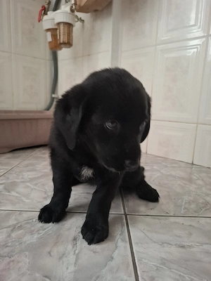 Pui Labrador Retriver  - imagine 2