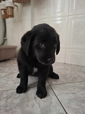 Pui Labrador Retriver  - imagine 3