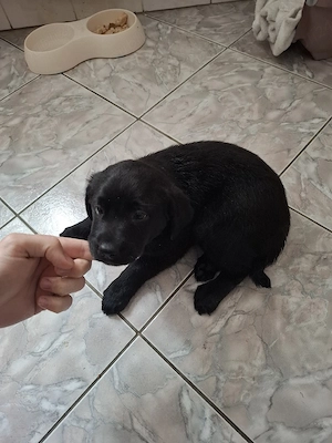 Pui Labrador Retriver  - imagine 4