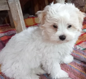 Bichonei de vanzare