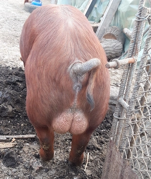 Vând vier durok original  - imagine 2