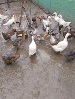 Rațe româneşti ouătoare .