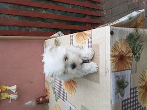 cățelușă  bhișon  de 2 luni vacinnată caută casă nouă 