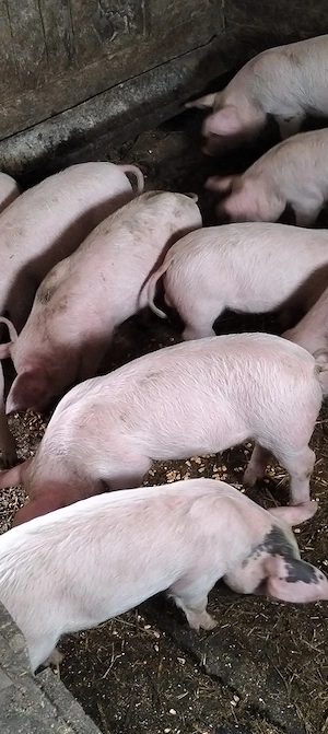 Purcei de 10 săptămâni,20-25 kg