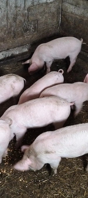 Purcei de 10 săptămâni,20-25 kg - imagine 3