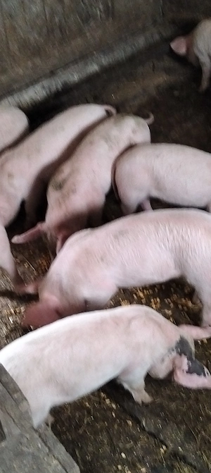 Purcei de 10 săptămâni  - imagine 2