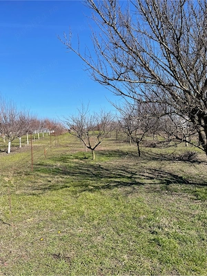 Casa+Teren 2500mp in Zona De Sud a Bucurestiului La Sosea - imagine 4