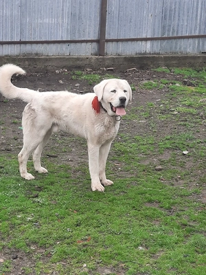 mascul de vz cu pedigri - imagine 3