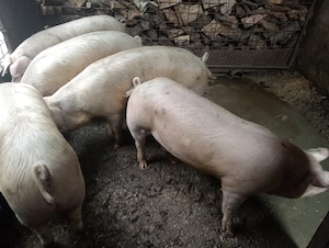 Vînd porci crescuți în gospodăriea proprie  - imagine 2