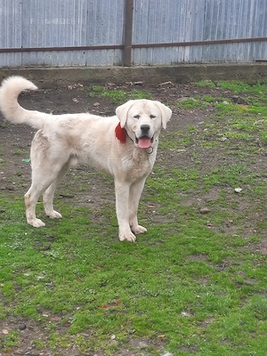 mascul de vz cu pedigri - imagine 2