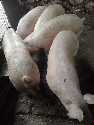 Vînd porci crescuți în gospodăriea proprie  - imagine 3