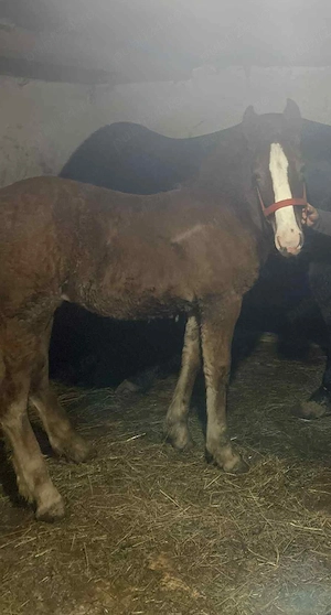 de vânzare mânz de 6 luni  - imagine 2