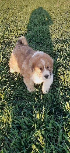 Mascul ciobanesc de asia centrala - imagine 2