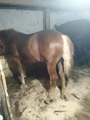 de vânzare mânz de 6 luni  - imagine 3