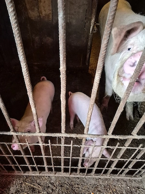 Vând purcei - imagine 4