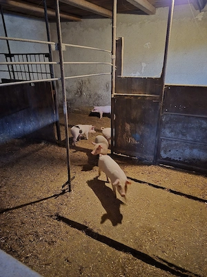 Vând purcei - imagine 5