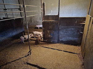 Vând purcei - imagine 2