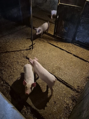 Vând purcei - imagine 3