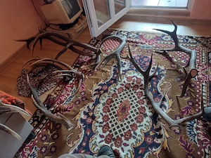 vand 8 COARNE Stinghere Neperechii