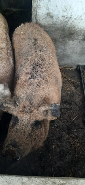 vând purcea Mangalița - imagine 3