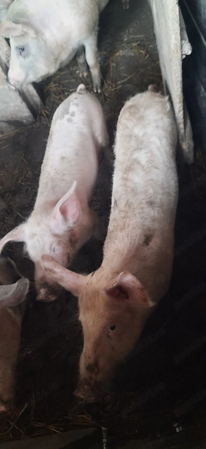 vand purcei marele alb. - imagine 2