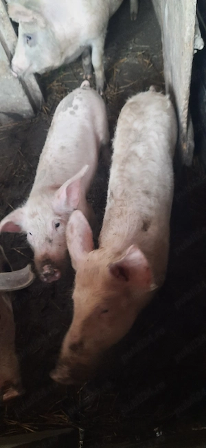 vand purcei marele alb.