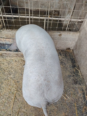 Vand scroafa - imagine 2